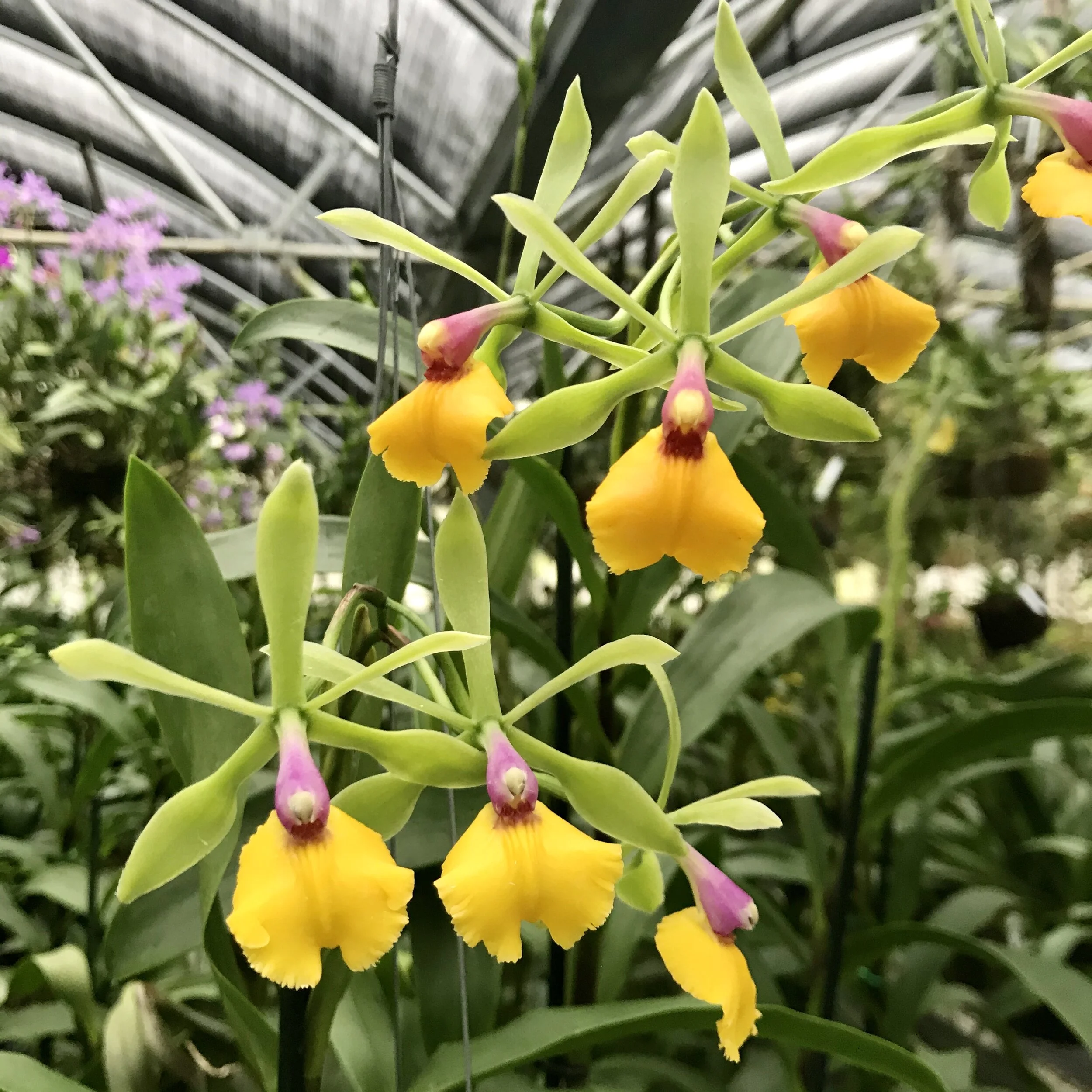 Epc. Mikawa Prime — Palmer Orchids
